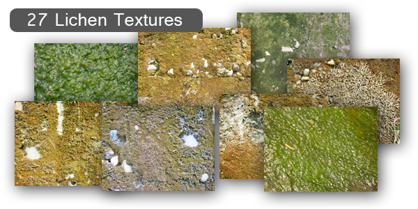 Lichen Moss Textures Set